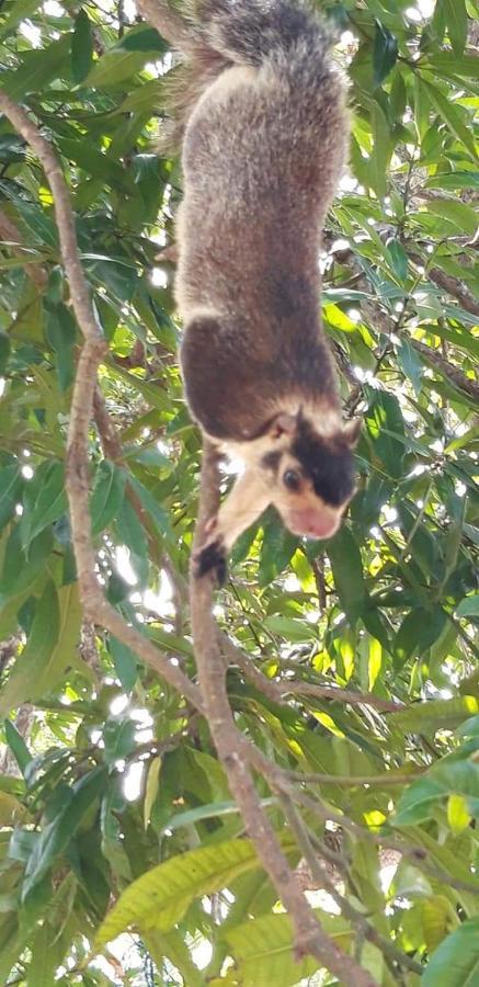 Rashmi Homestay バラピティヤ エクステリア 写真